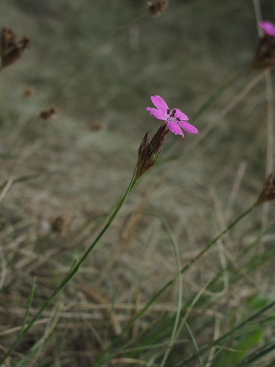 Dianthus carthusianorum